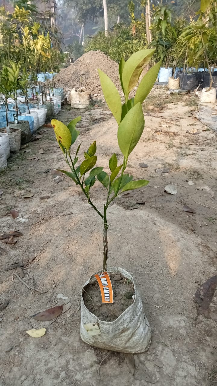 Amoa 8 Blood Mandarin|Amoa 8 Blood Mandarin Plant for Sale