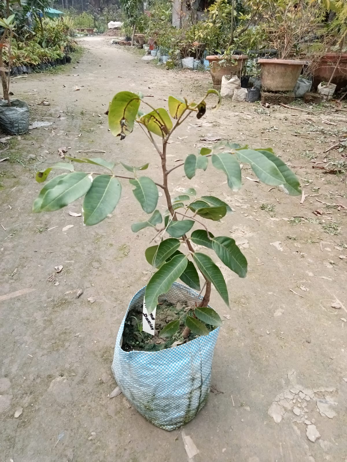 Aroma Durian White Longan Fruit Plant|Aroma Durian White Longan Plant for Sale