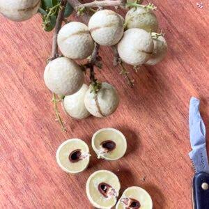 Aroma Durian White Longan Fruit Plant|Aroma Durian White Longan Plant for Sale