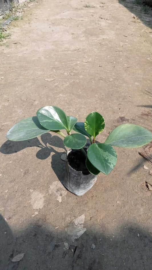Baby Rubber Plant (Peperomia obtusifolia)|Peperomia obtusifolia Online
