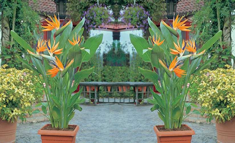 Bard of Plant Paradise|"Harmony of the Green Muse"|#Nature Melodies