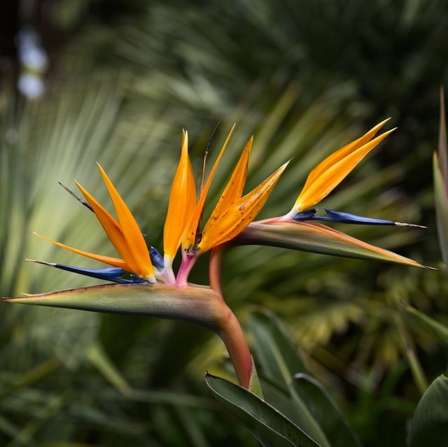 Bard of Plant Paradise|"Harmony of the Green Muse"|#Nature Melodies