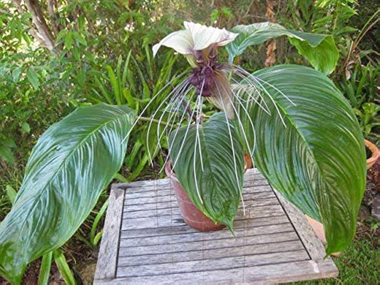 Bat Lily (Tacca chantrieri) Set of 2|Buy Bat Lily Online|Dark Purple Flower Plant|Unique Blooms for Sale