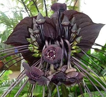 Bat Lily (Tacca chantrieri) Set of 2|Buy Bat Lily Online|Dark Purple Flower Plant|Unique Blooms for Sale