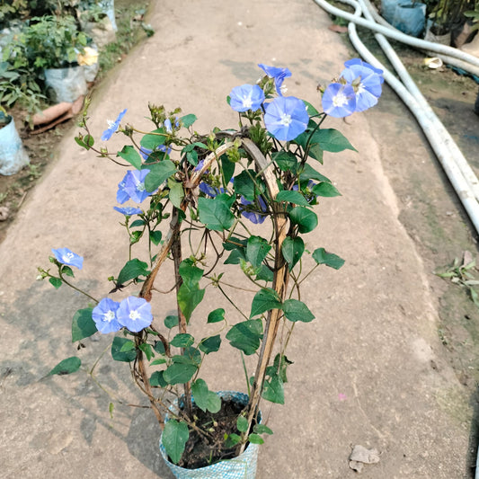 Blue Daisy (Felicia amelloides) Plant