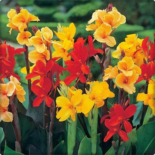 Canna lilies (Canna spp.)set of 5|Buy Canna Lily Bulbs Online|Canna Lily Collections Online