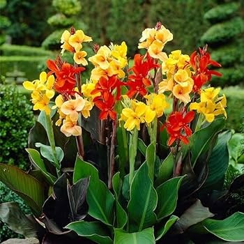 Canna lilies (Canna spp.)set of 5|Buy Canna Lily Bulbs Online|Canna Lily Collections Online