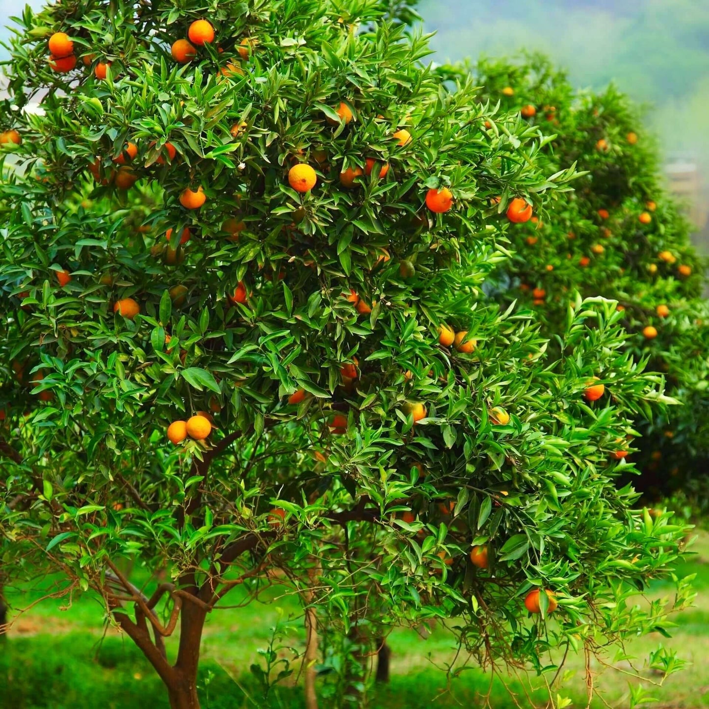 Clementine Tangor Orange Plant|Buy Clementine Tangor Orange Plant