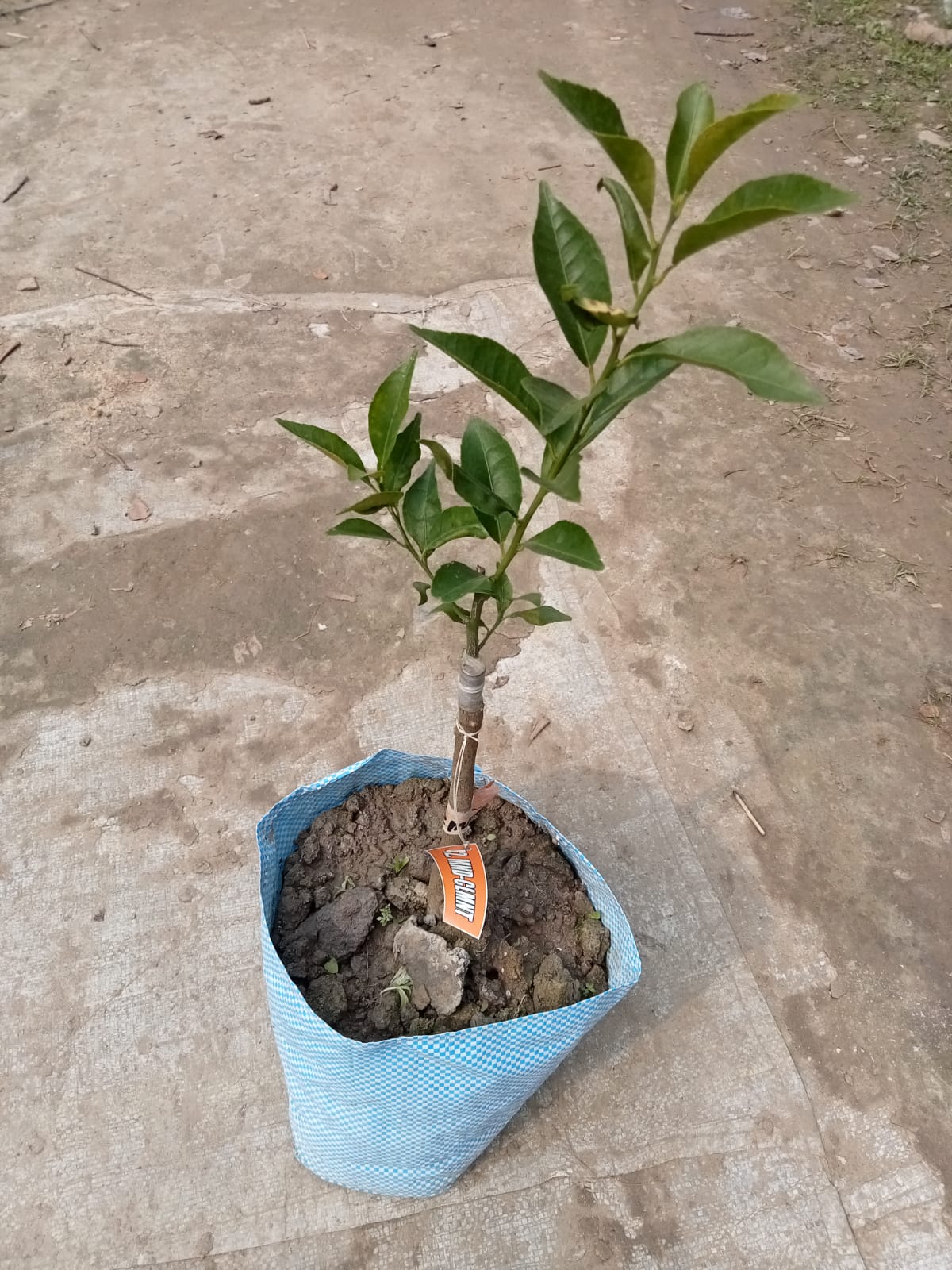Clementine Tangor Orange Plant|Buy Clementine Tangor Orange Plant
