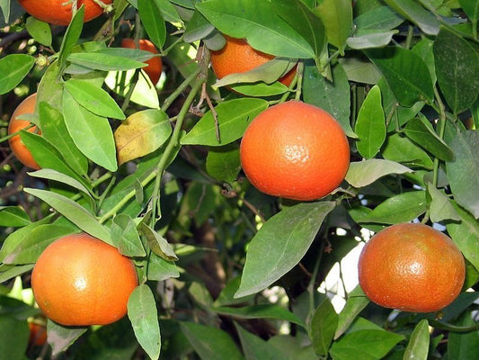 Clementine Tangor Orange Plant|Buy Clementine Tangor Orange Plant