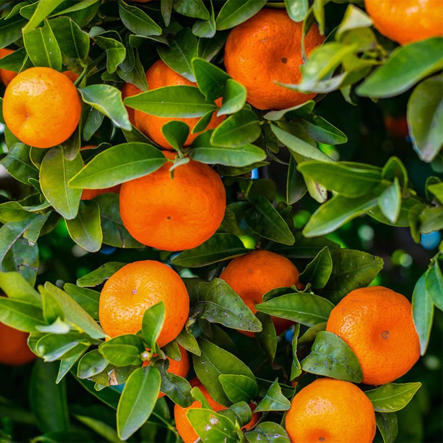Clementine Tangor Orange Plant|Buy Clementine Tangor Orange Plant