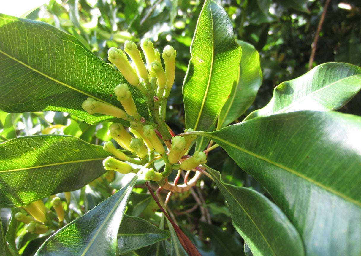 Cloves Plant|Buy Cloves Plant