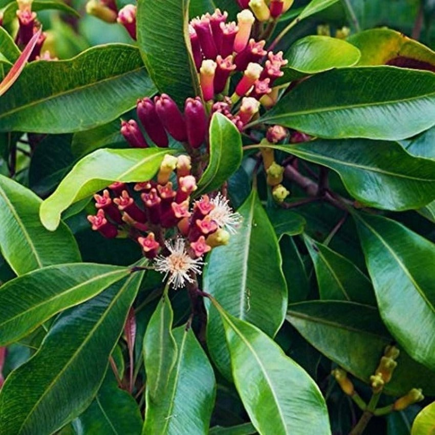 Cloves Plant|Buy Cloves Plant