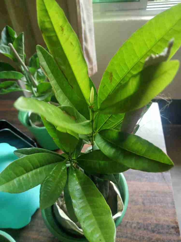 Cloves Plant|Buy Cloves Plant