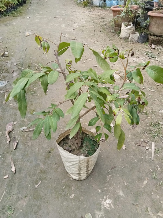 Diamond River Longan Fruit Plant|Buy Diamond River Longan tree online