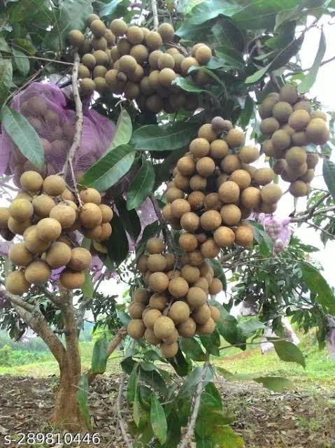 Diamond River Longan Fruit Plant|Buy Diamond River Longan tree online