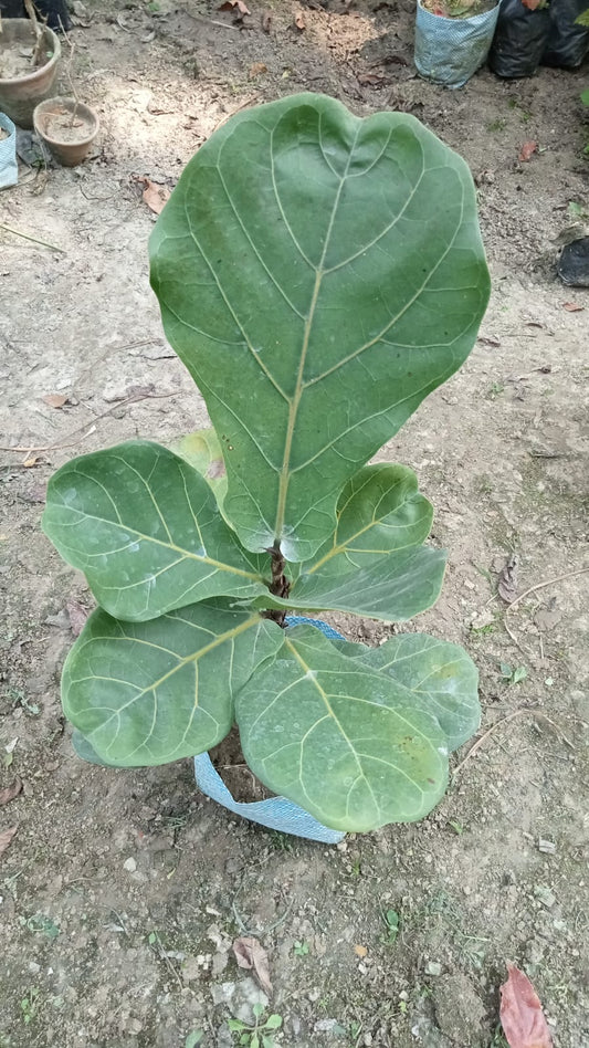 Fiddle Leaf Fig Plant (Ficus lyrata) |Buy Ficus Lyrata Online