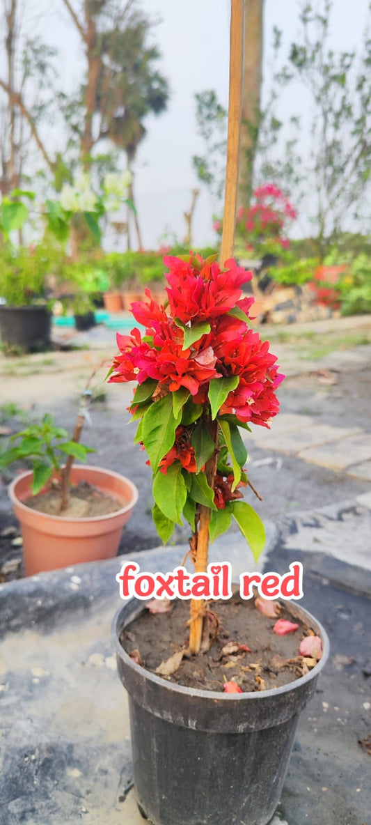 Fox Tail Red Bougainvillea
