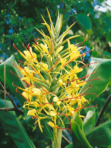 Ginger lilies Flower Bulbs set of 5 | Buy Ginger Lily Bulb at Discounted Price