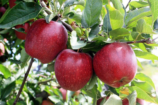The HRMN-99 apple variety|HRMN-99 apple plant purchase online