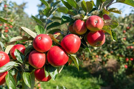 The HRMN-99 apple variety|HRMN-99 apple plant purchase online