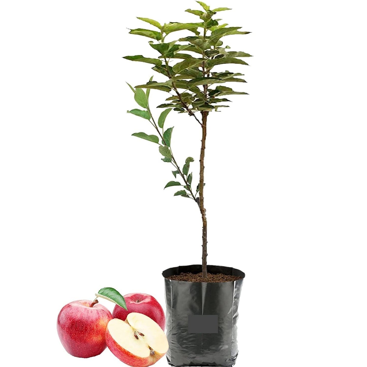 The HRMN-99 apple variety|HRMN-99 apple plant purchase online