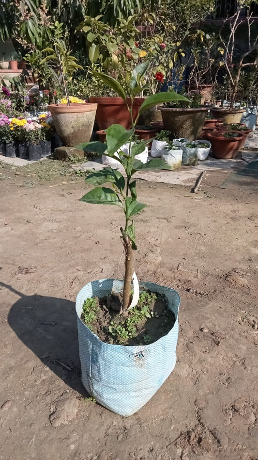 Honey Murcott Tangerine Plant|Buy Honey Murcott Tangerine Plant Online