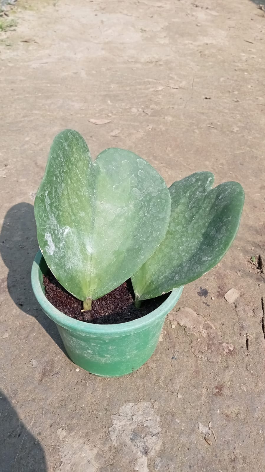 Hoya Heart plant|Sweetheart Hoya Plant