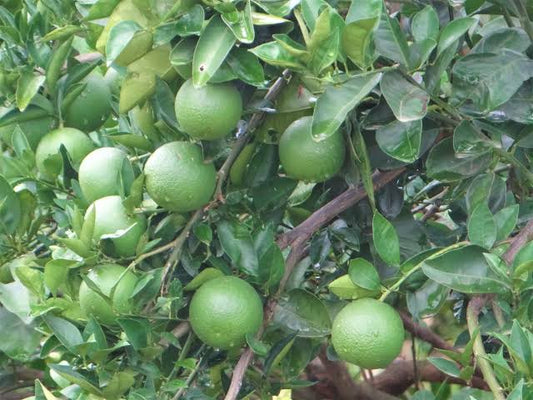 The Katol Gold Mosambi|Grafted Mosambi plant online