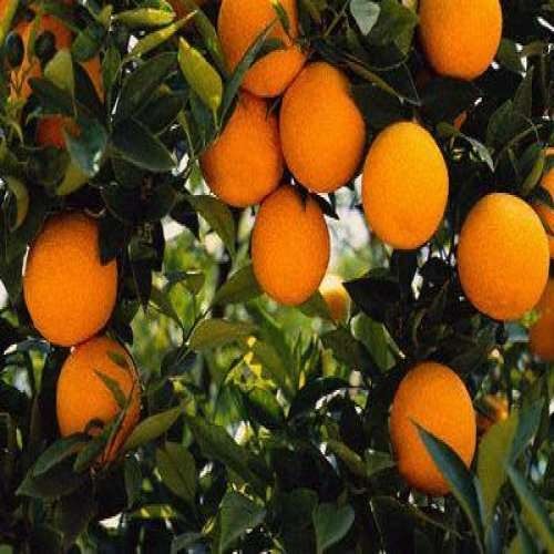 Pau Kinnow Orange Plant|Buy Pau Kinnow Orange Plant Online