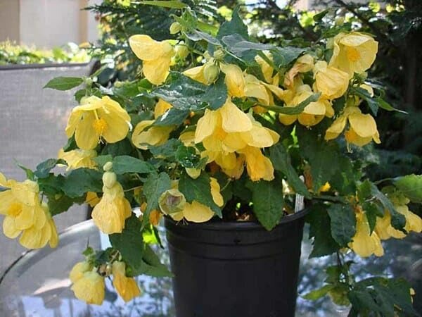 Lantern Hibiscus (Hibiscus schizopetalus) Plant|Lantern Hibiscus plant for sale