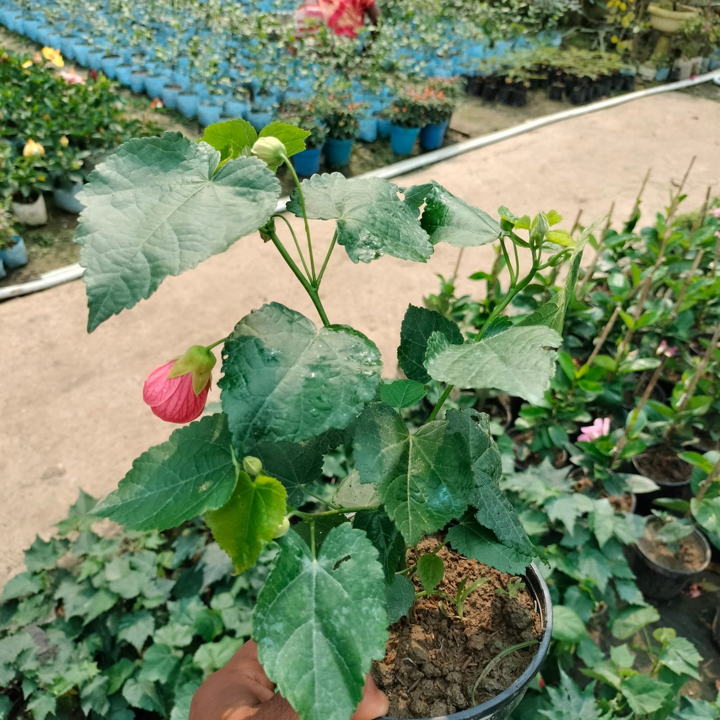 Lantern Hibiscus (Hibiscus schizopetalus) Plant|Lantern Hibiscus plant for sale
