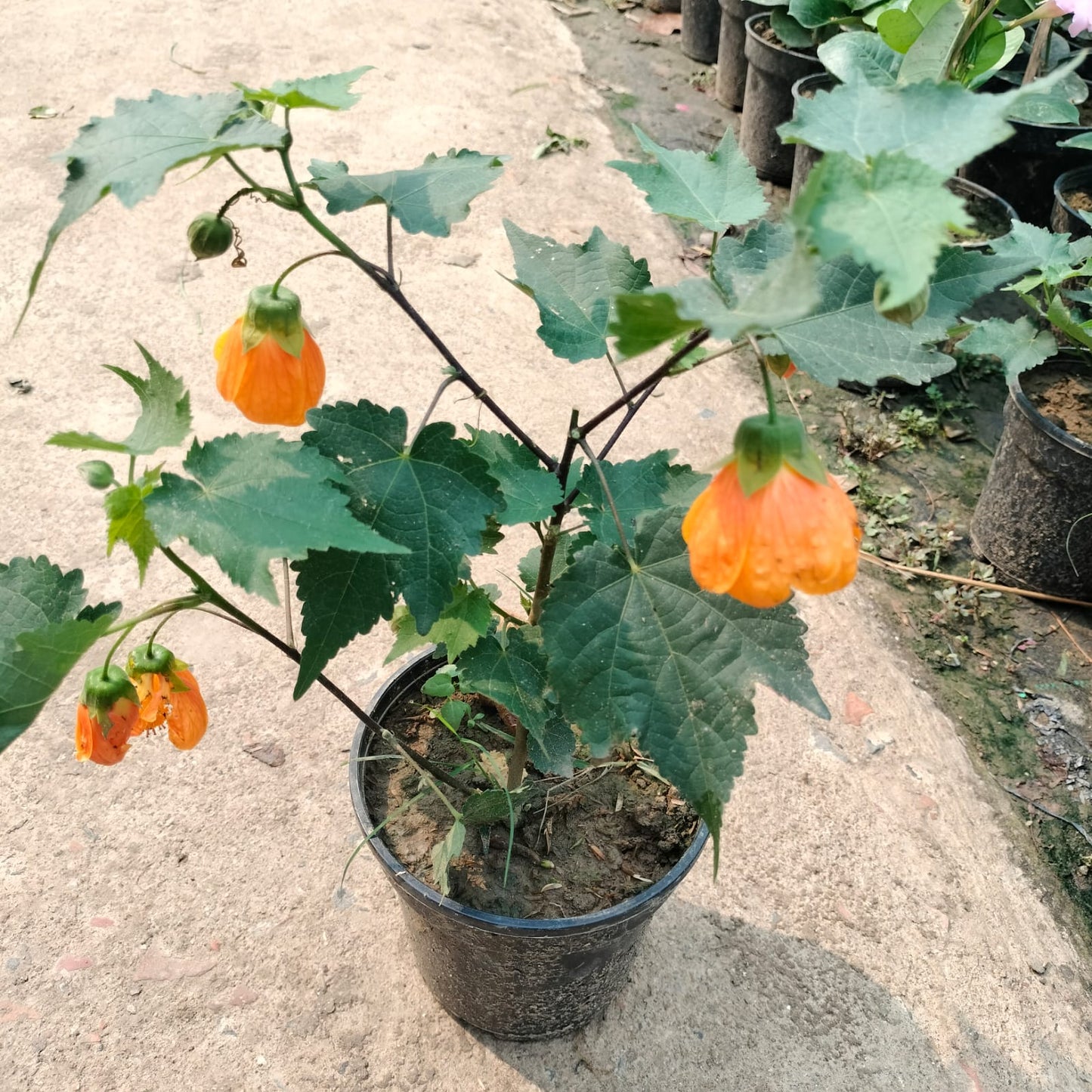 Lantern Hibiscus (Hibiscus schizopetalus) Plant|Lantern Hibiscus plant for sale