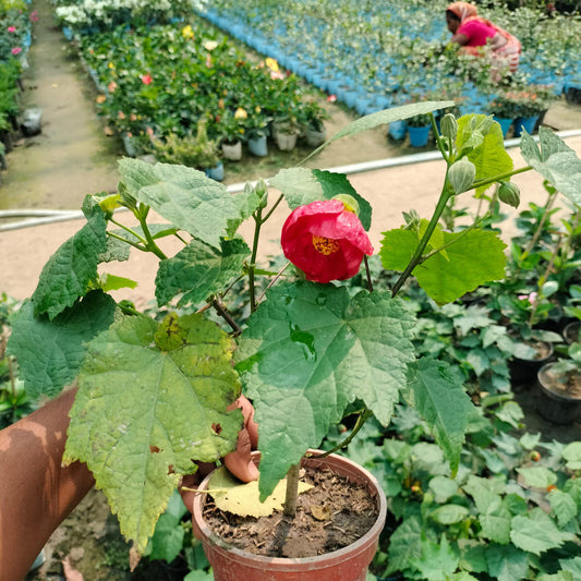 Lantern Hibiscus (Hibiscus schizopetalus) Plant|Lantern Hibiscus plant for sale