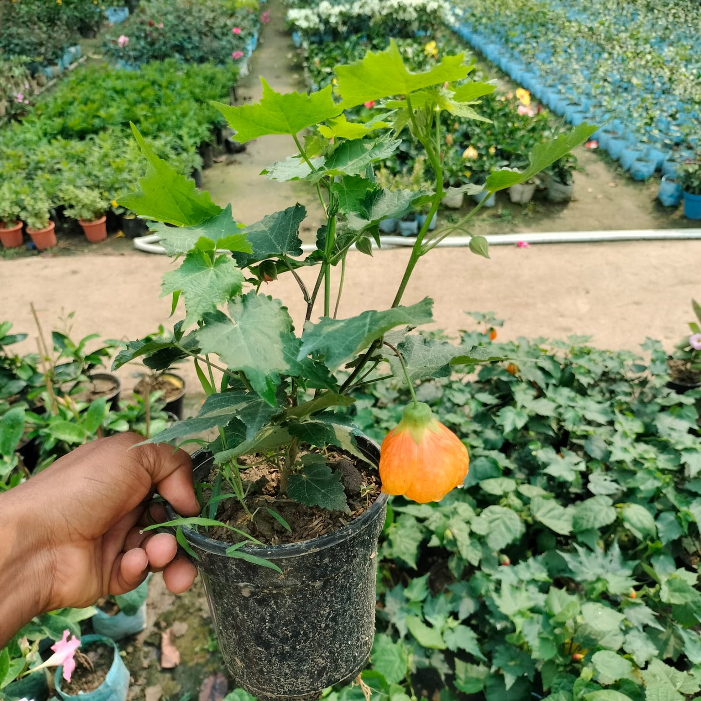 Lantern Hibiscus (Hibiscus schizopetalus) Plant|Lantern Hibiscus plant for sale