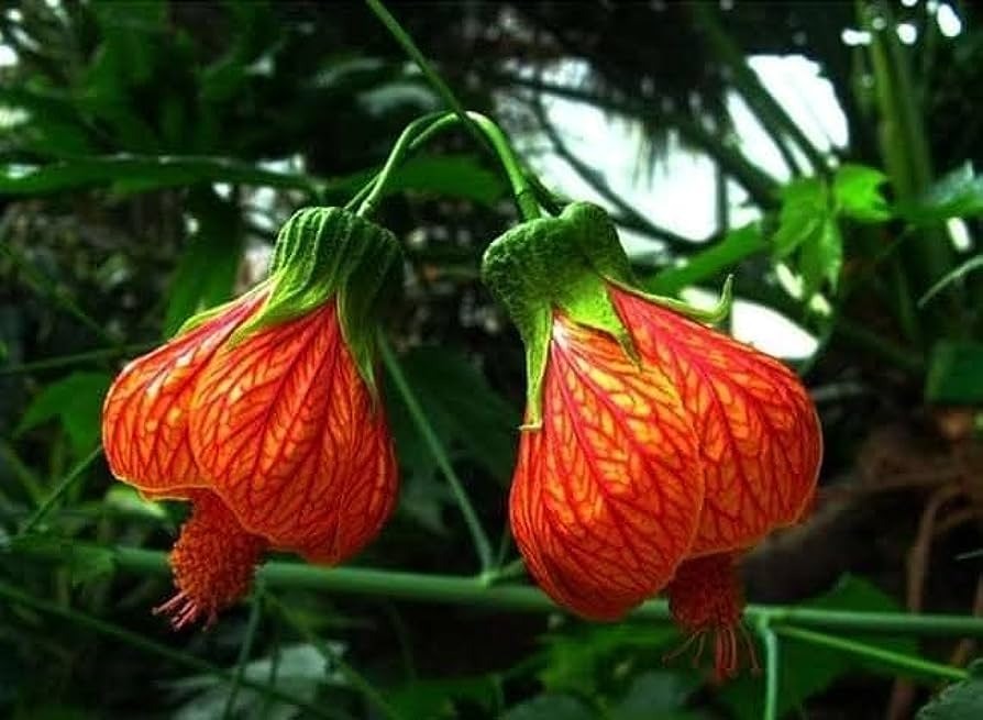 Lantern Hibiscus (Hibiscus schizopetalus) Plant|Lantern Hibiscus plant for sale