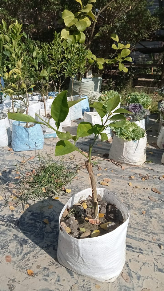 Late Variety Navel Orange |Seedless Late Navel Orange tree for sale