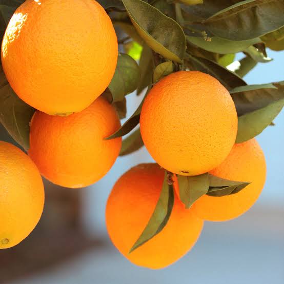 Late Variety Navel Orange |Seedless Late Navel Orange tree for sale