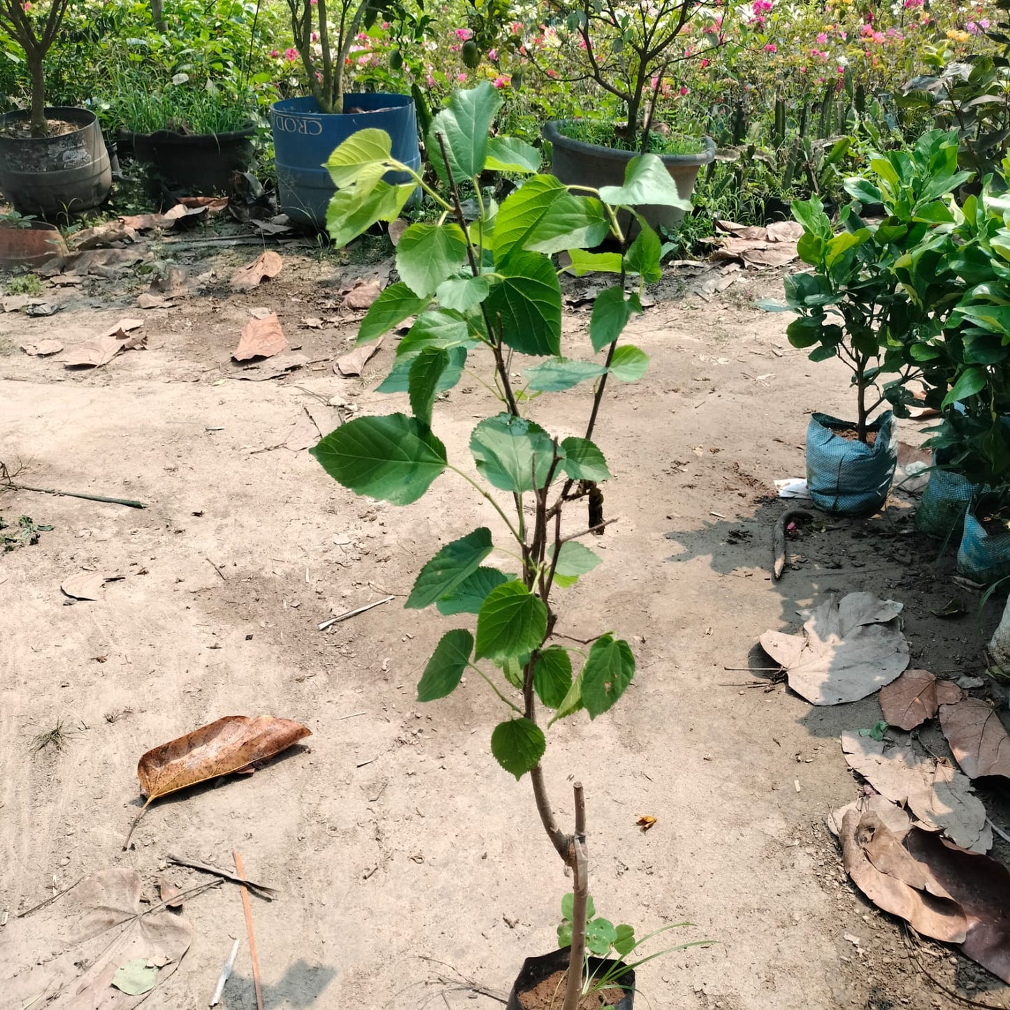 Long Mal Berry|Fast-growing mulberry plant