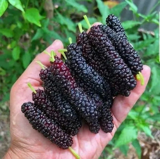 Long Mal Berry|Fast-growing mulberry plant