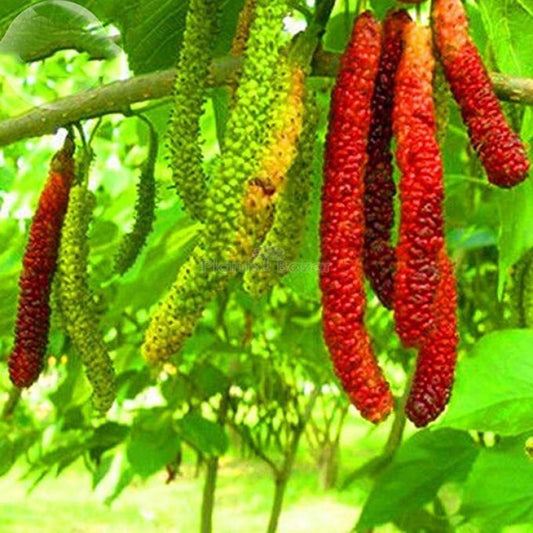 Long Mal Berry|Fast-growing mulberry plant