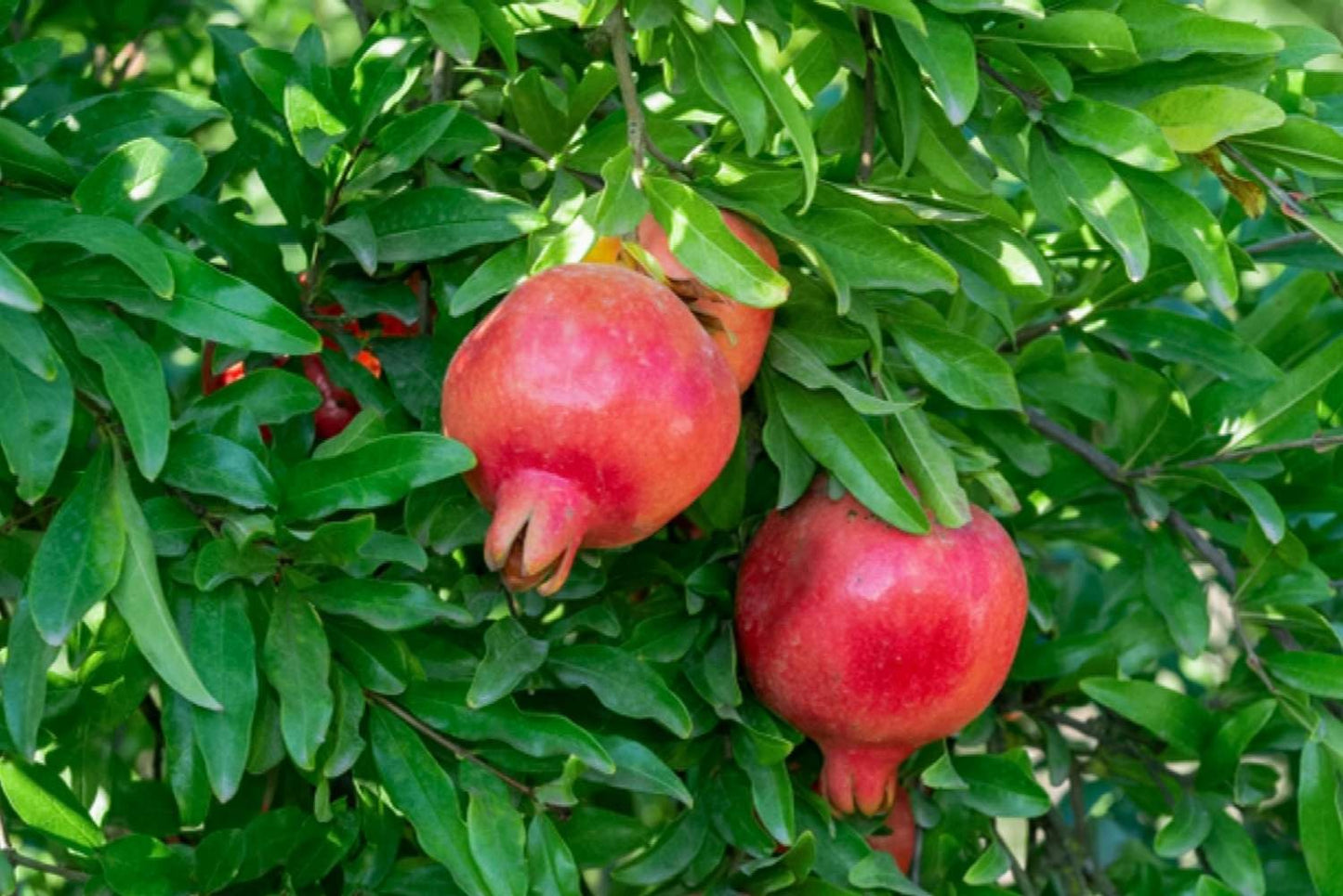 Mexican Pomegranate Plant |Mexican Pomegranate Plant for Sale