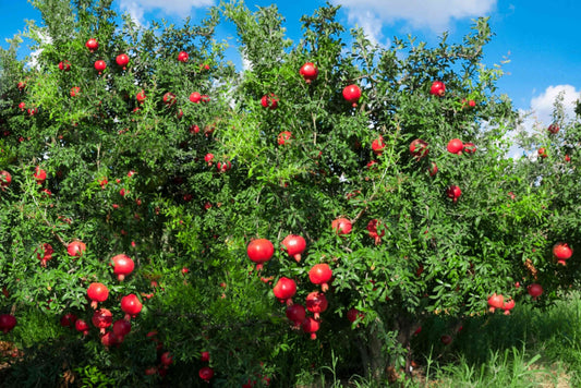 Mexican Pomegranate Plant |Mexican Pomegranate Plant for Sale