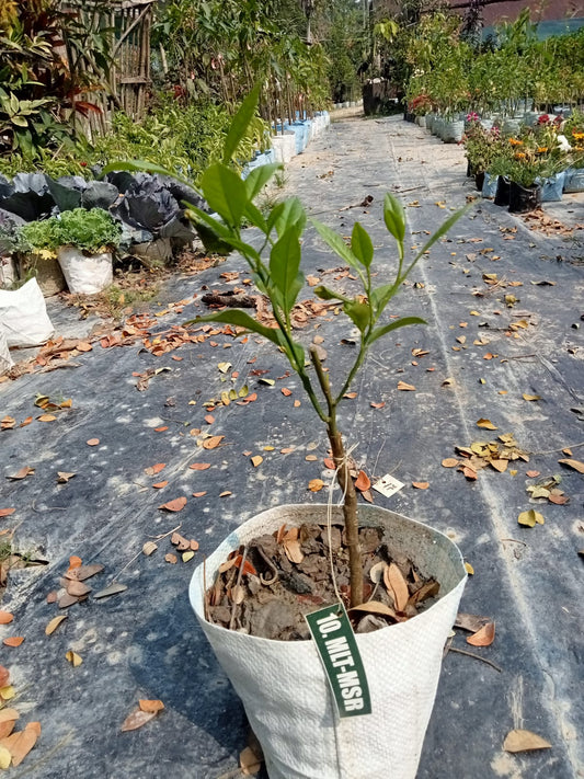 Mishoriyo Malta (Citrus sinensis) Plant|Sweet Malta fruit plant online India