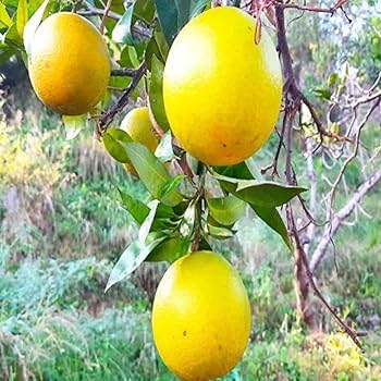 Mishoriyo Malta (Citrus sinensis) Plant|Sweet Malta fruit plant online India