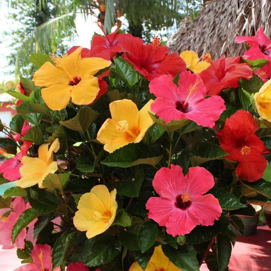 Multi Grafted Hibiscus(10 Different Colour)|Colorful Hibiscus Blooms