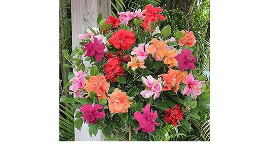 Multi Grafted Hibiscus(10 Different Colour)|Colorful Hibiscus Blooms