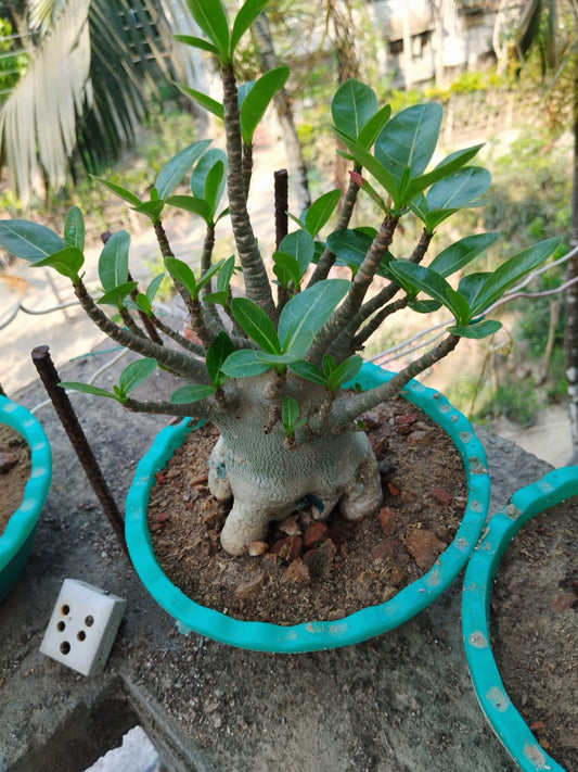 Multi-Grafted Adenium Flower Plant(6 Different colour)|Grafted Adenium Plants Online