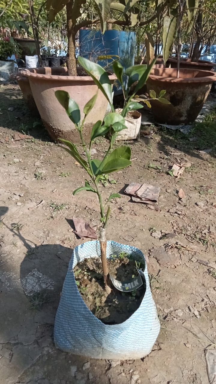 Muluki Navel Orange|Buy Muluki Navel Orange tree online