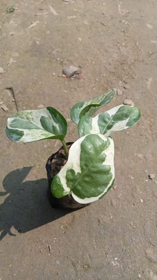N’Joy Pothos (Epipremnum aureum ‘N’Joy’)|Epipremnum aureum ‘N’Joy’ Online